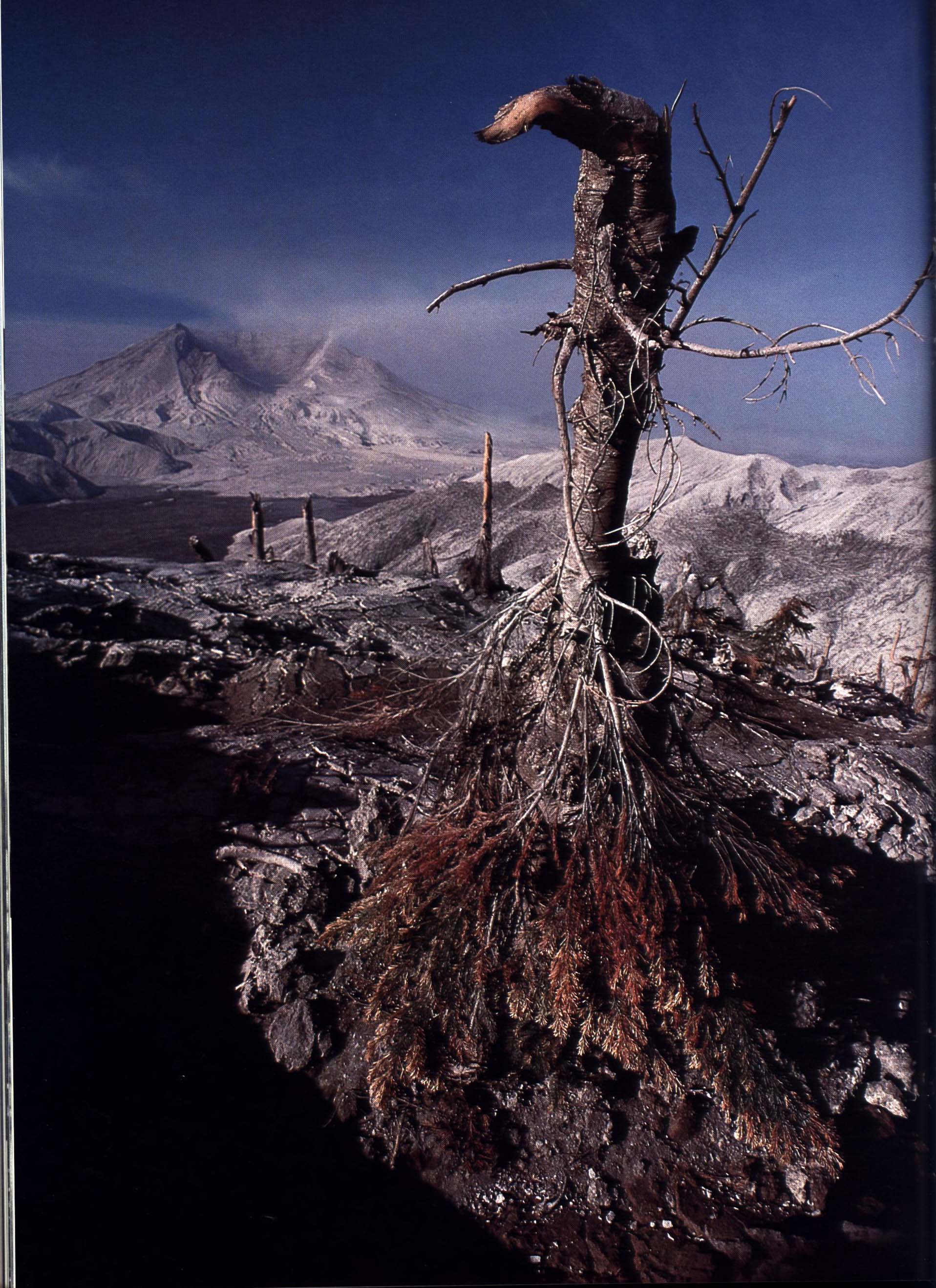 MOUNT ST. HELENS: a changing landscape.GRAR4927j